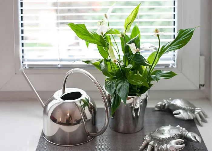 Apartament Piwna Number 1